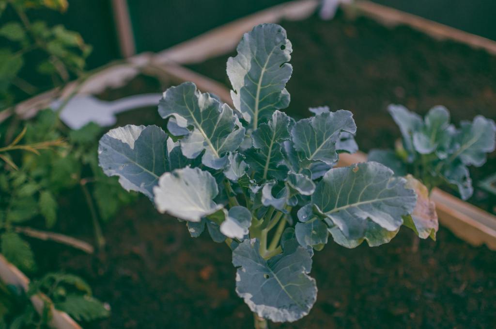 Ancient Balkan Ingredients&nbsp;Reimagined